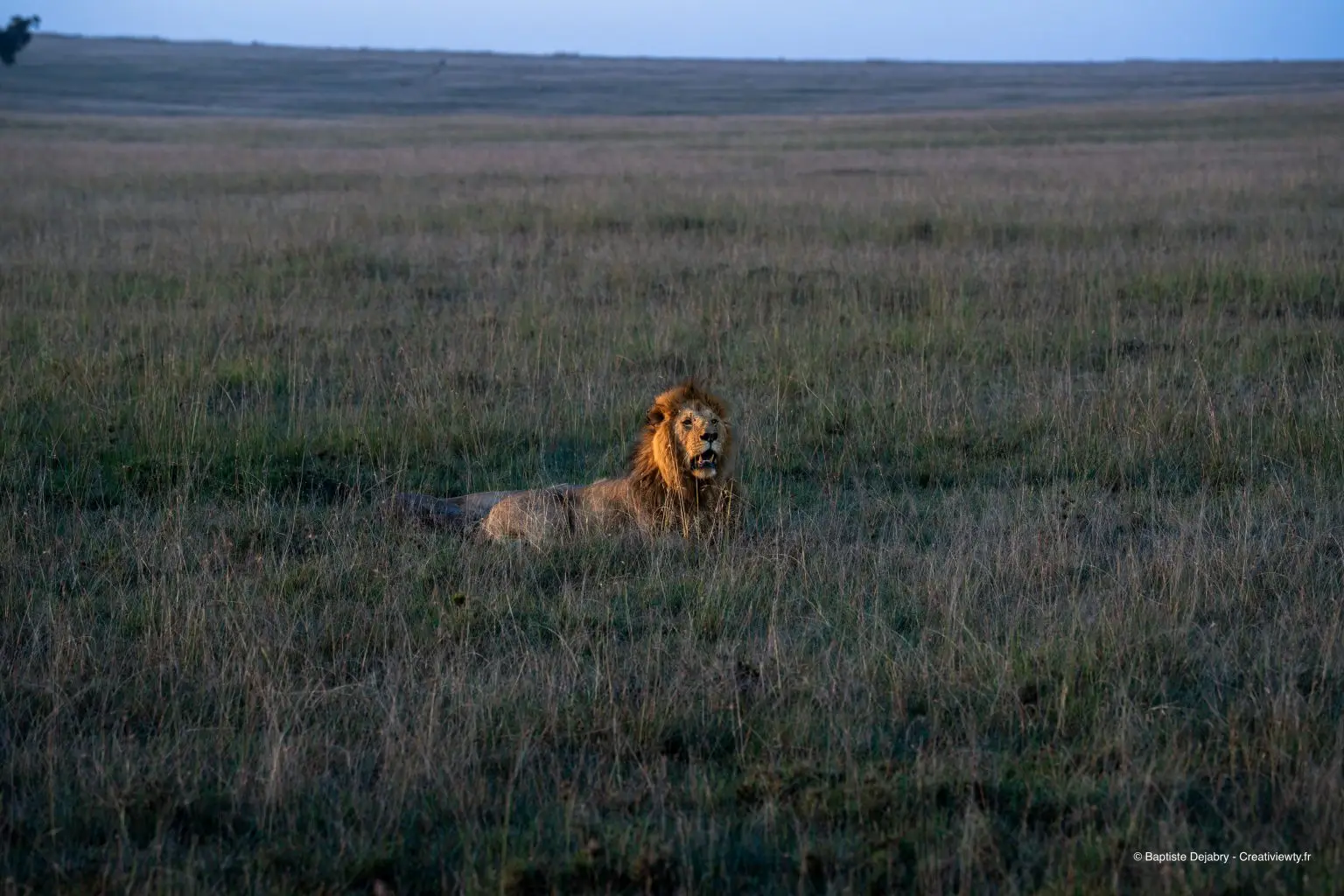 Deux lions Oloimina et Oloshipa dans la pénombre au Maasai Mara
