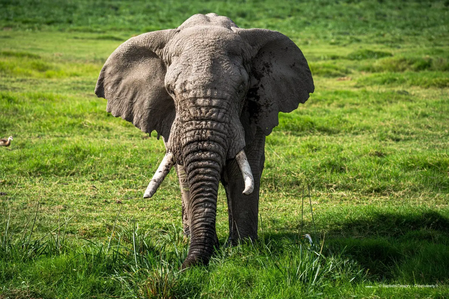 Éléphant mâle dans le parc d’Amboseli avec végétation verte en arrière-plan