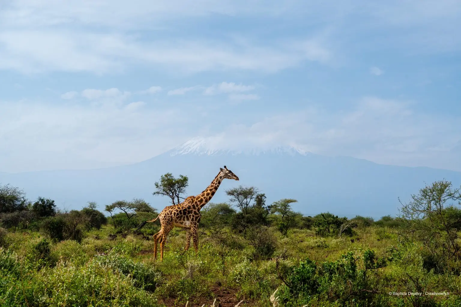 Girafe maasaï traversant la savane avec le Kilimandjaro en arrière-plan