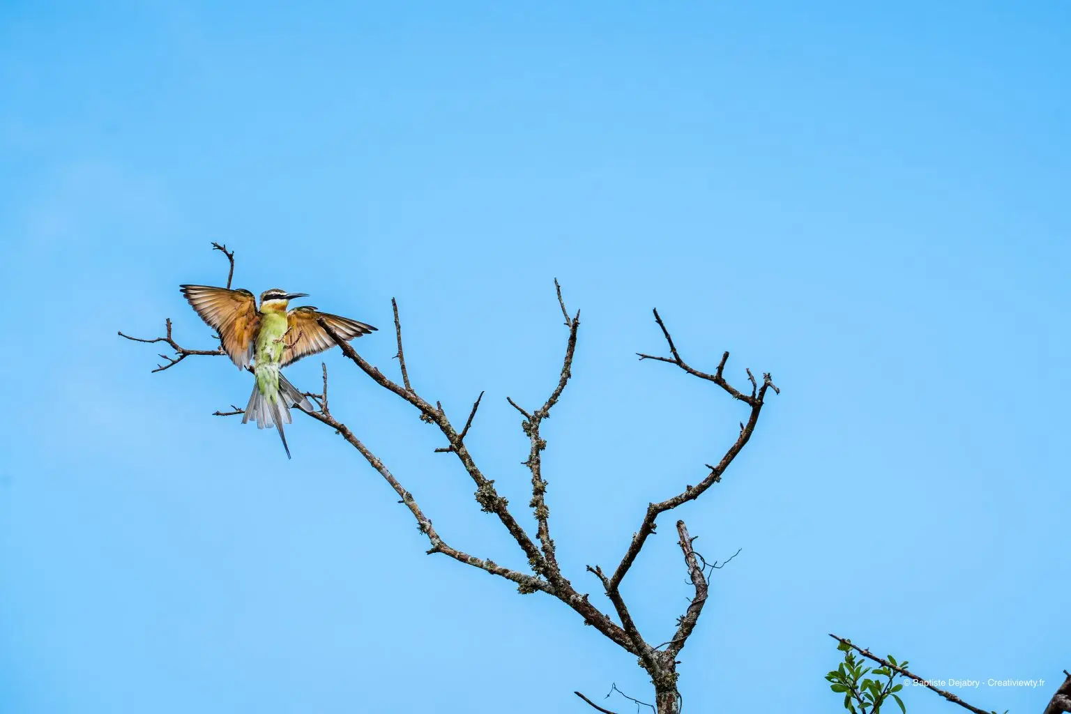 Oiseau atterrissant sur une branche ailes déployées en pleine action