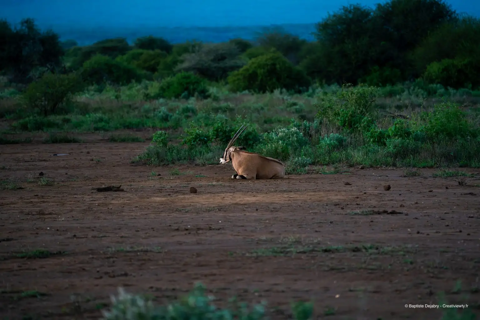 Oryx couché seul dans le parc de Tsavo West au Kenya