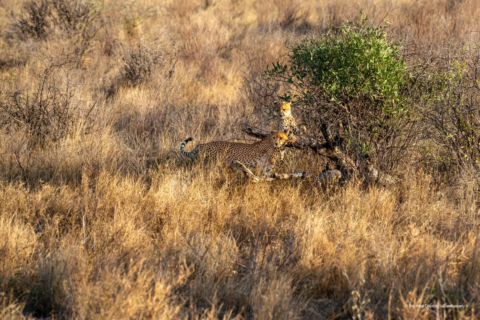 Deux guépards reposant côte à côte sur une branche dans la savane