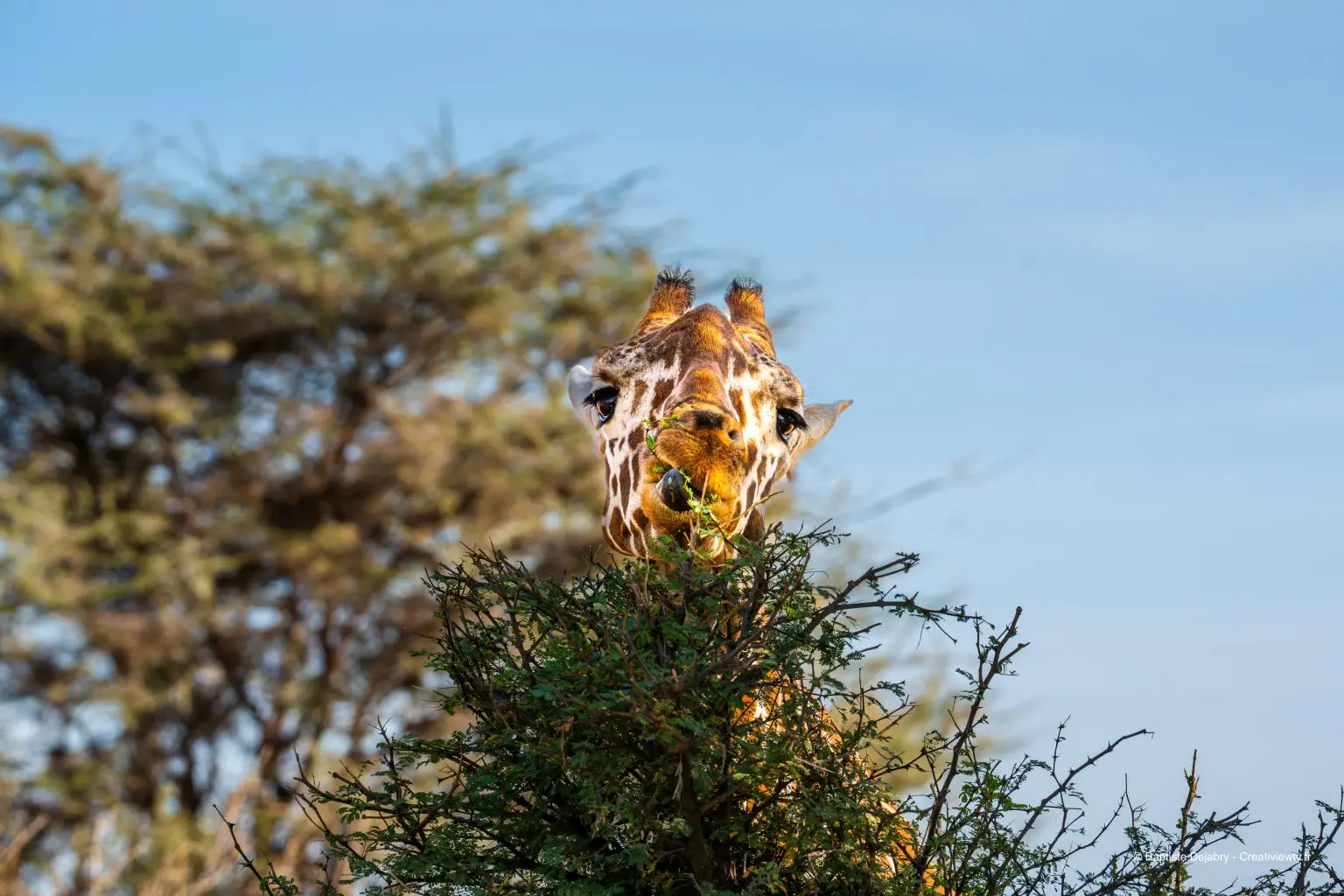 Girafe utilisant sa langue pour attraper des feuilles dans un arbre