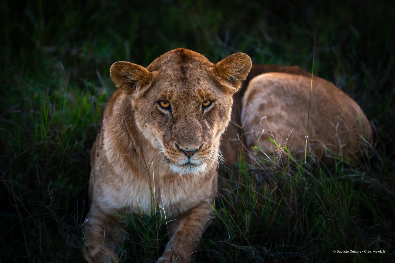 Lionne de la Rongai Pride au Maasai Mara au crépuscule, safari au Kenya